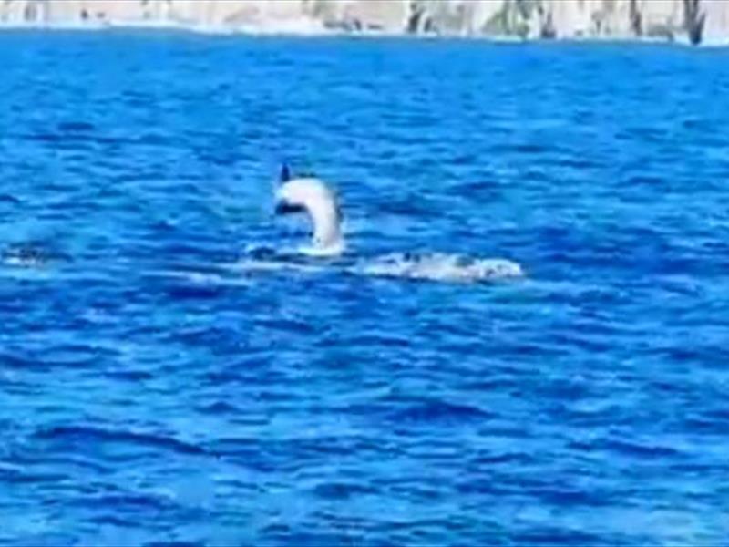 Delfini Sorrento Punta Campanella