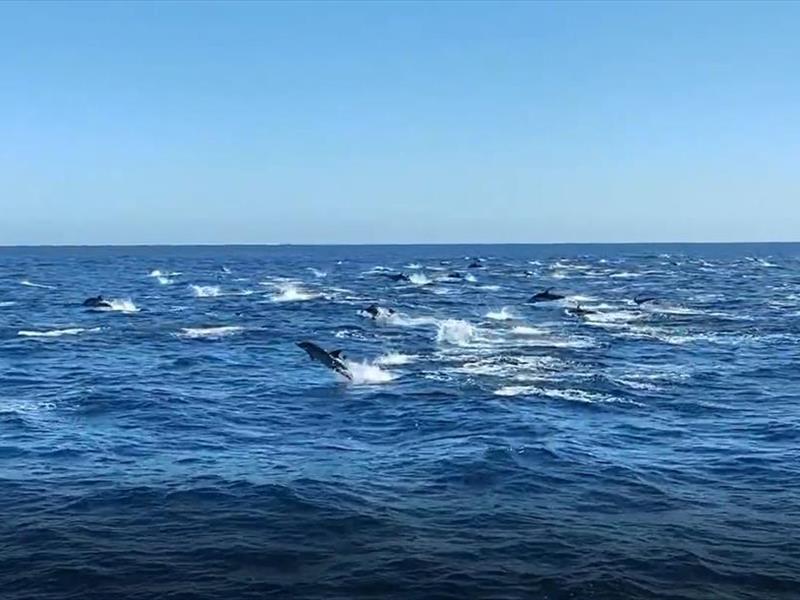 delfini che saltano fuori dall´acqua